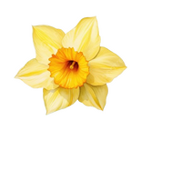 Daffodil Day Edible Images  (15 per page)